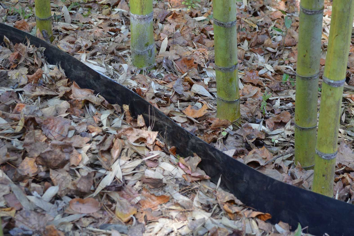 Black Bamboo Shield barrier set in leaf litter beside a grove of running bamboo