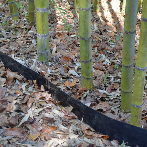 Bamboo Shield root barrier installed along the edge of a bamboo grove