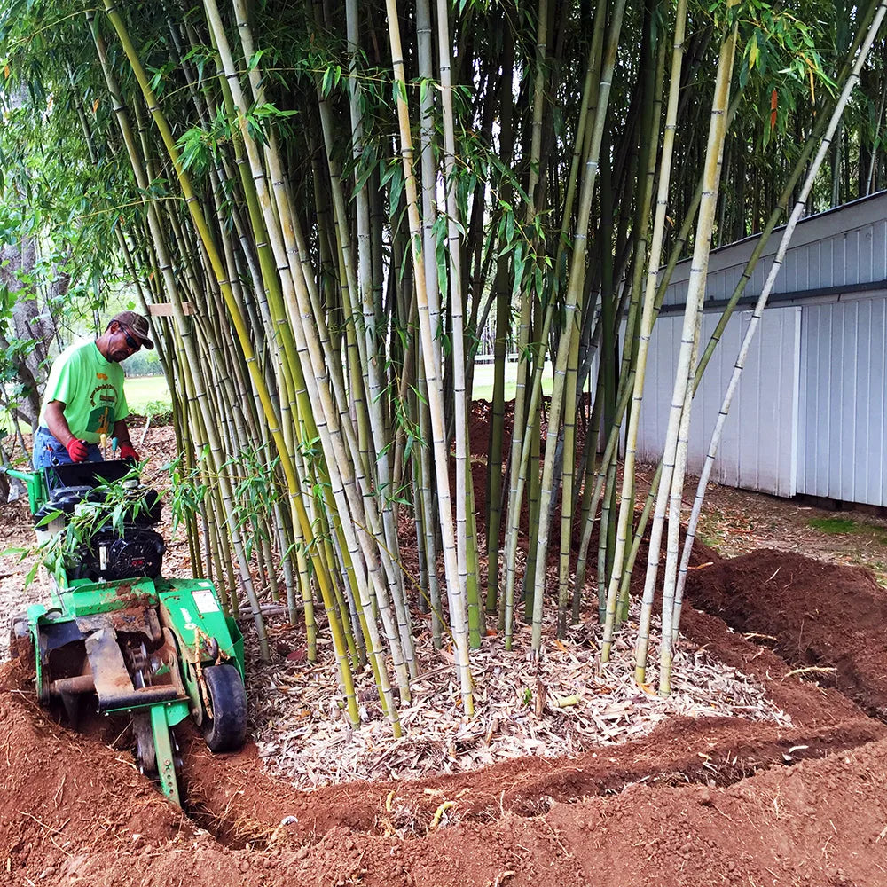 Trench being prepared around a bamboo planting