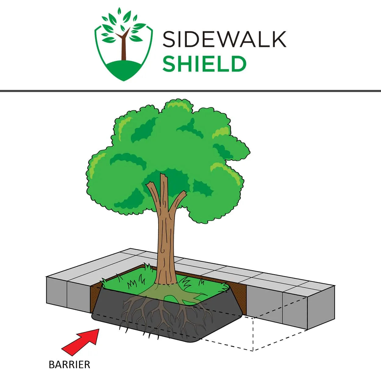 Drawing of a street tree in a sidewalk planting strip, with a black root barrier lining the edges of the planting area between the roots and the paving